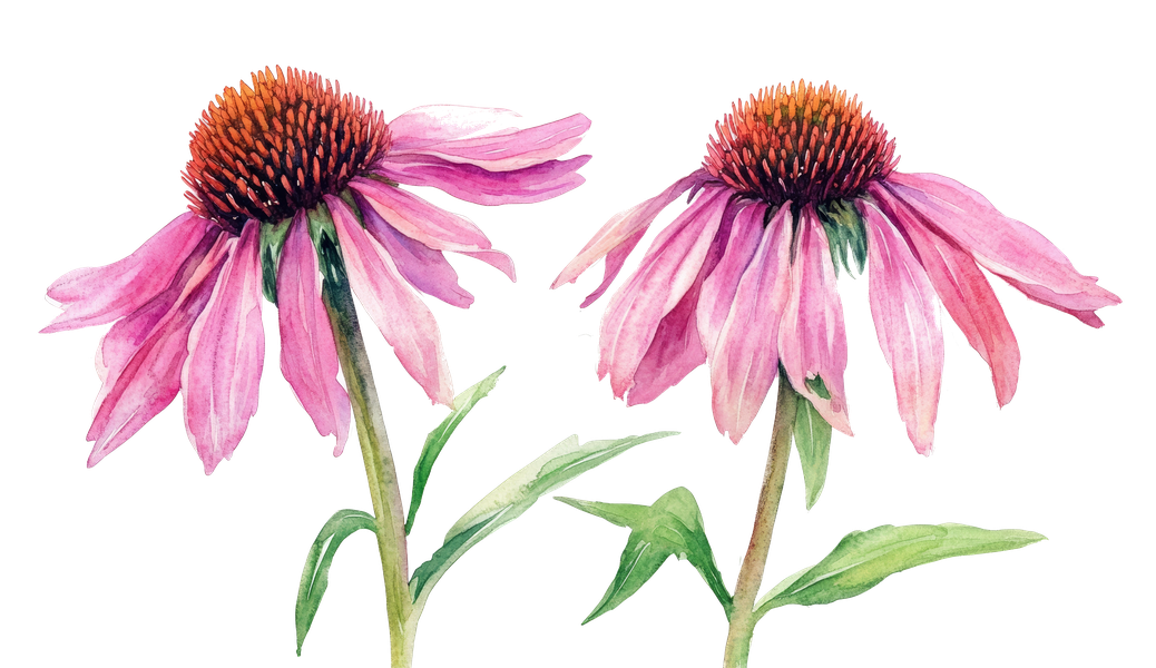 Watercolour illustration of purple coneflower (Echinacea purpurea)