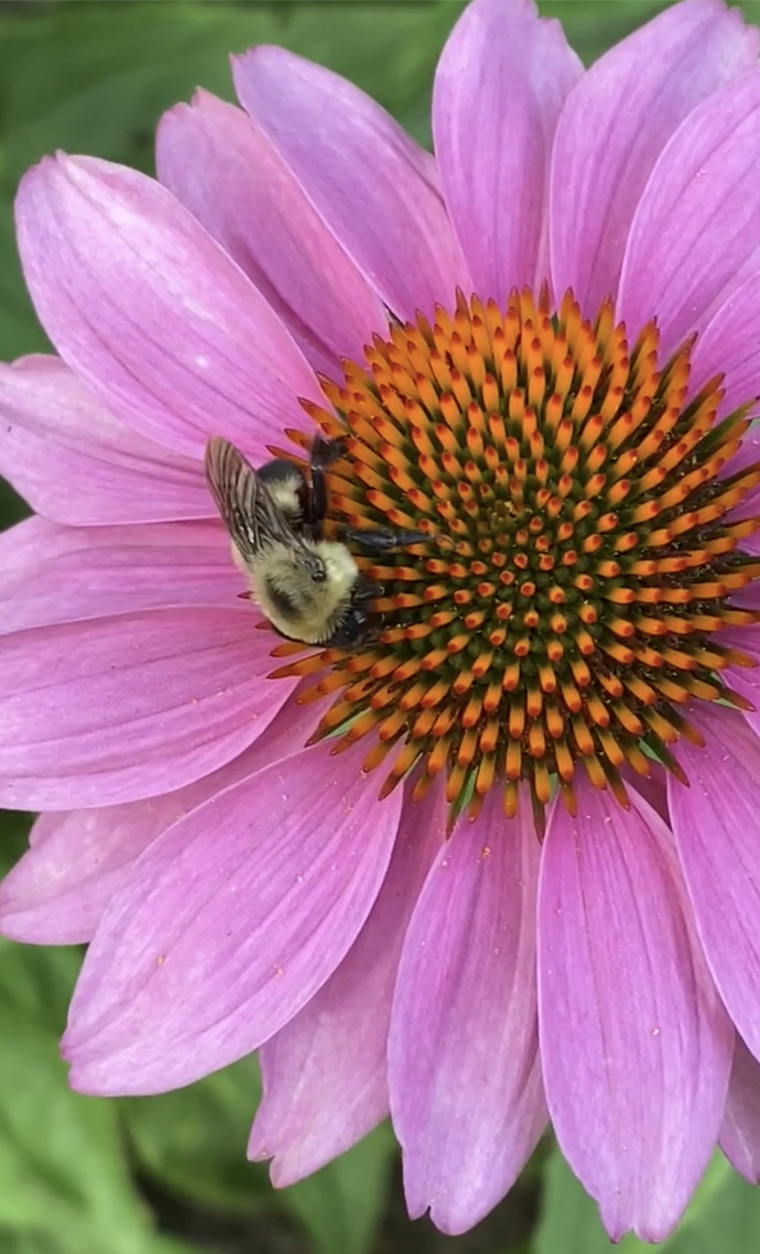 Bumblebee on purple coneflower