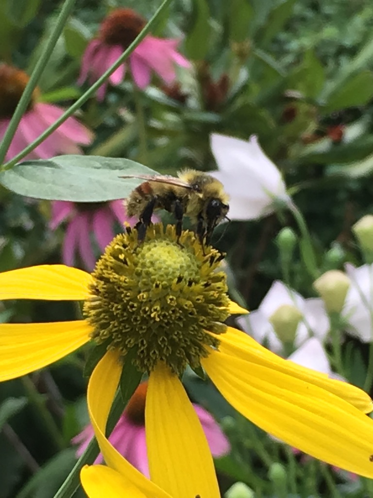 Bumblebee on yellow composite flower