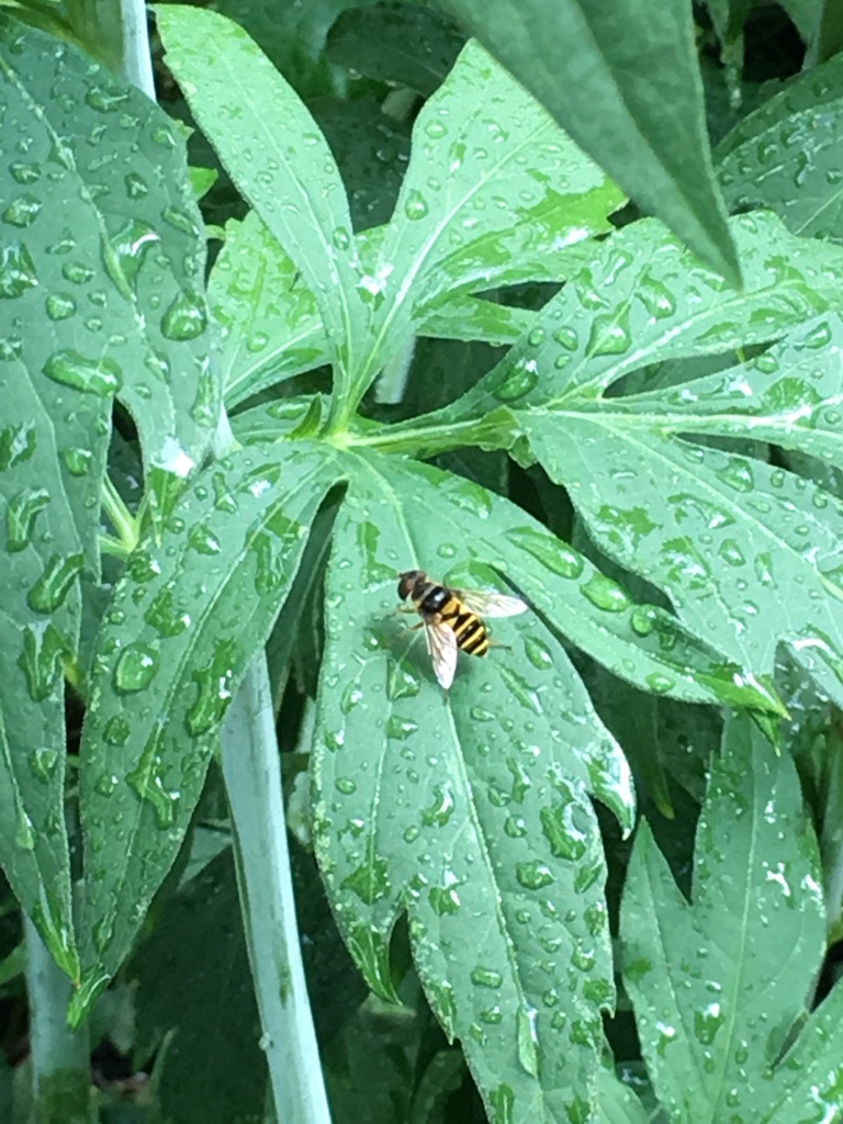 Hoverfly sheltering on rain-wet lupine leaves