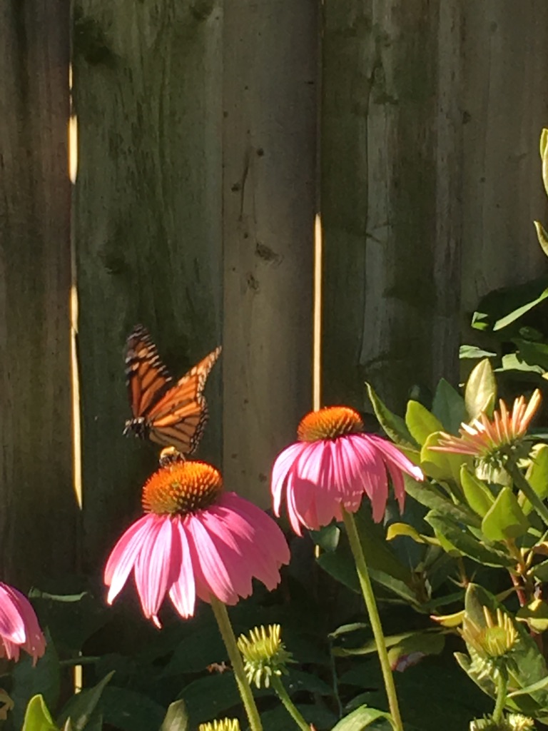 Monarch butterfly and bumblebee sharing a purple coneflower