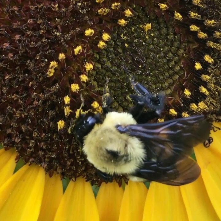 Bumblebee working the disc of a sunflower