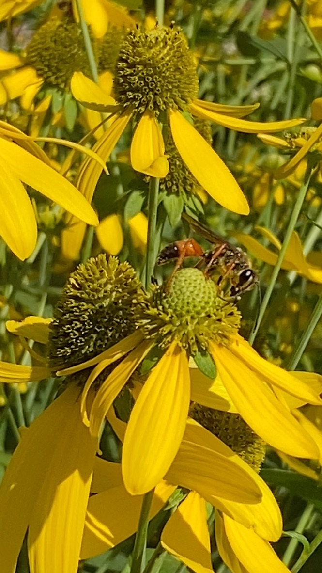 Two insects on cutleaf coneflower green domes