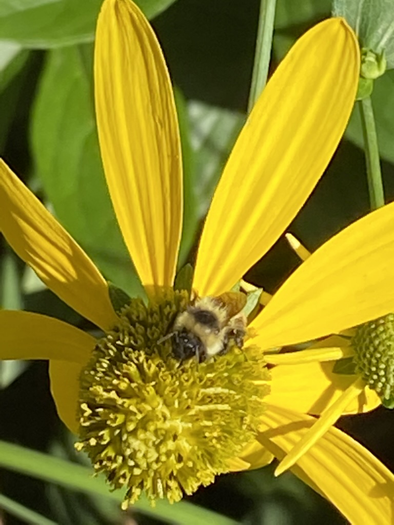 Bumblebee buried in cutleaf coneflower centre