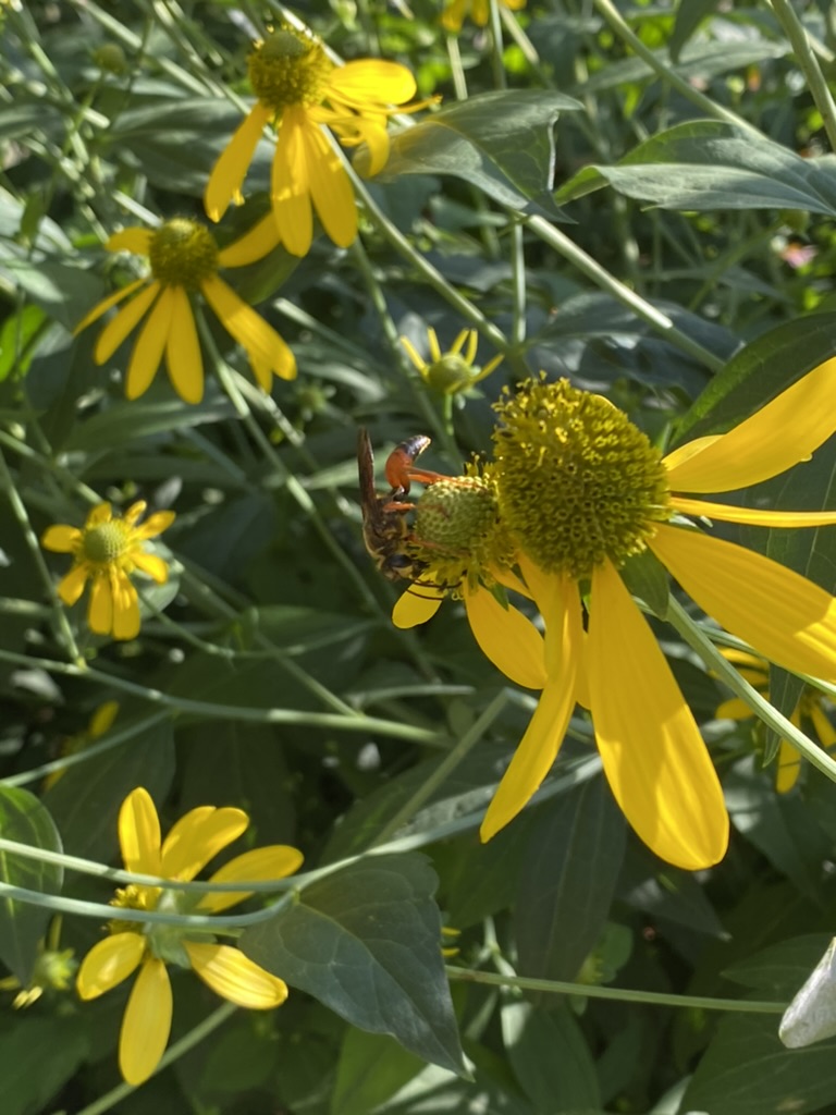 Great golden digger wasp on cutleaf coneflower with patch behind